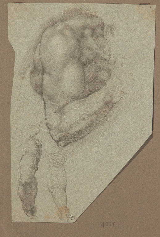 Studi anatomici (disegno, opera isolata) - ambito toscano (seconda met&agrave; s