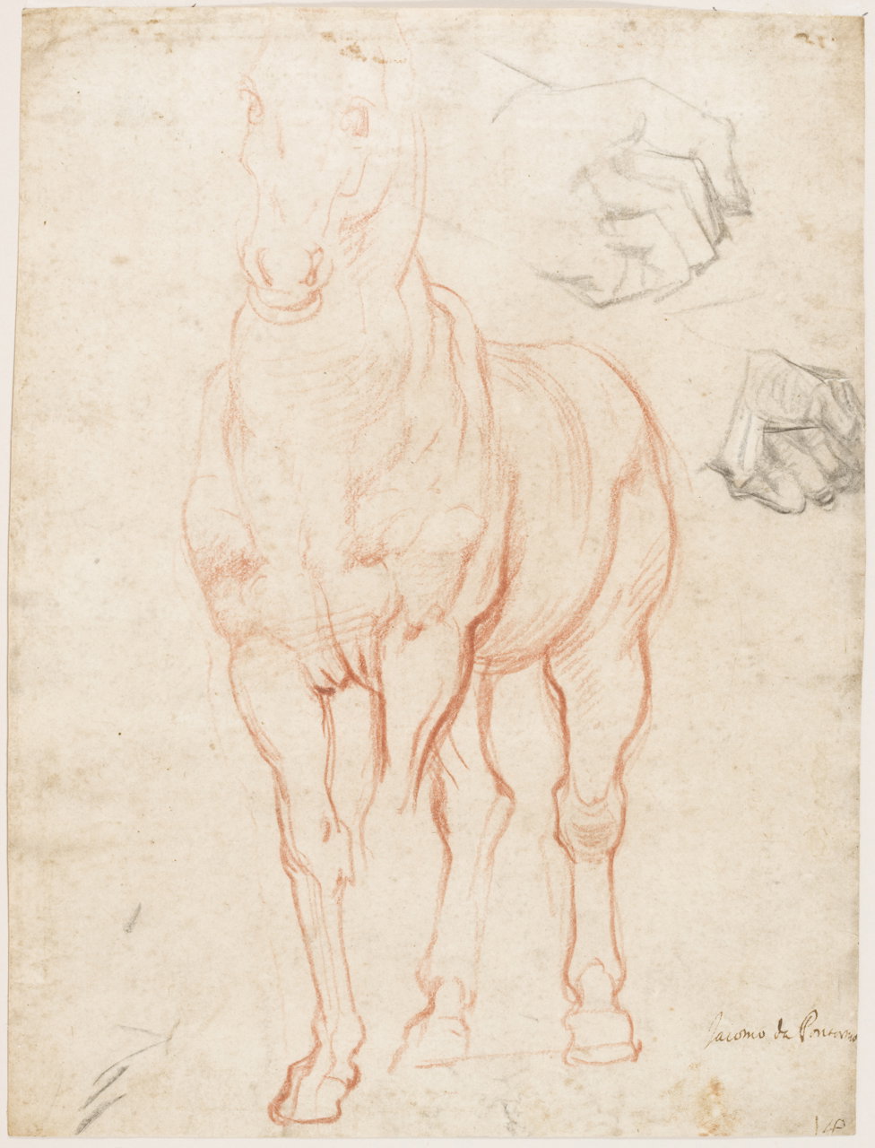 studio per un cavallo e per mani (disegno) di Carucci Jacopo detto Pontormo (pri