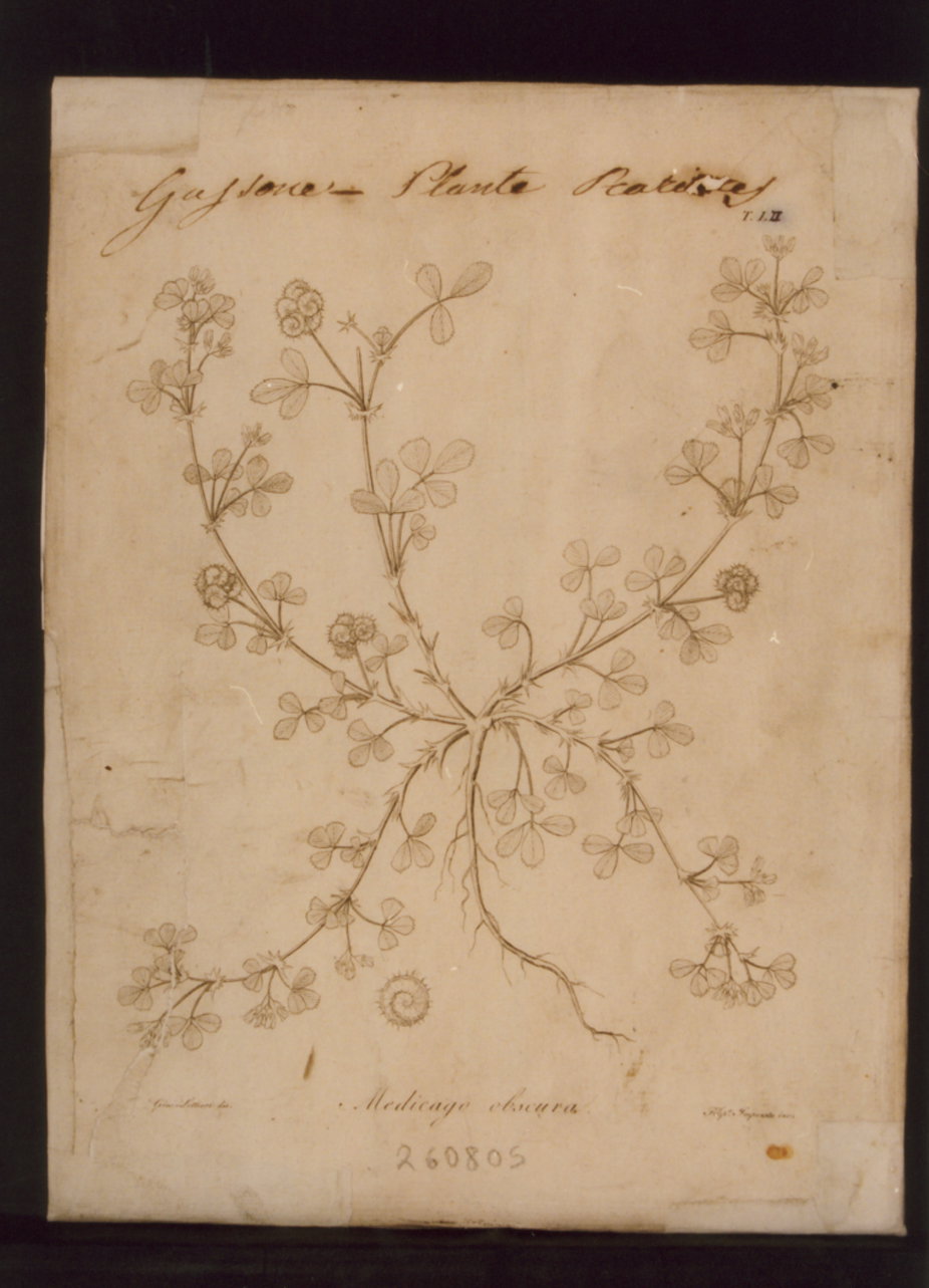 Medicago obscura