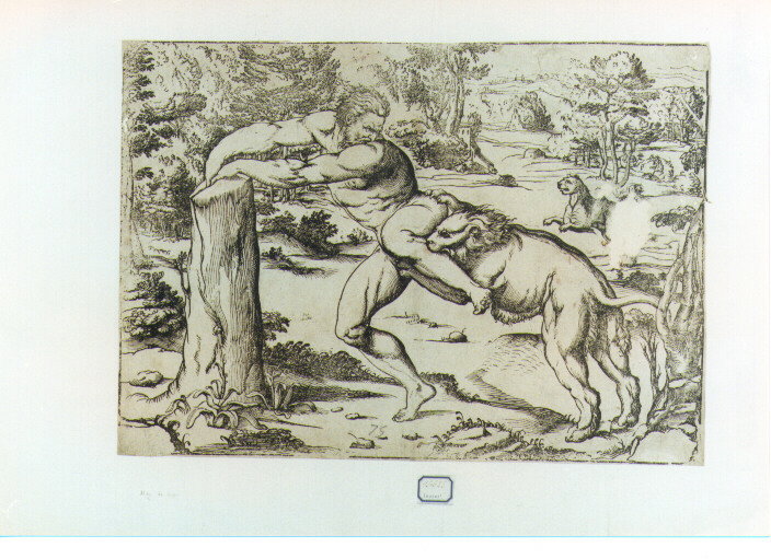 Milone da Crotone (stampa) by Vecellio Tiziano, Ugo da Carpi (sec. XVI)
