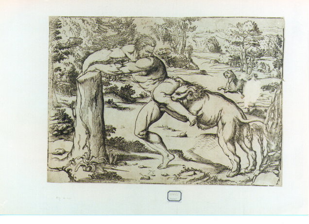 Milone da Crotone (stampa) by Vecellio Tiziano, Ugo da Carpi (sec. XVI) 