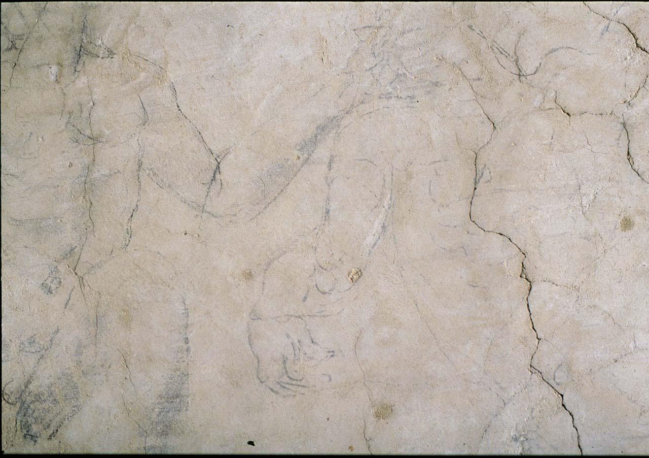 studio anatomico (disegno murale) di Buonarroti Michelangelo (sec. XVI)