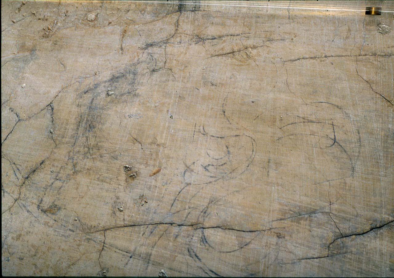 testa di donna (disegno murale) di Buonarroti Michelangelo (sec. XVI)