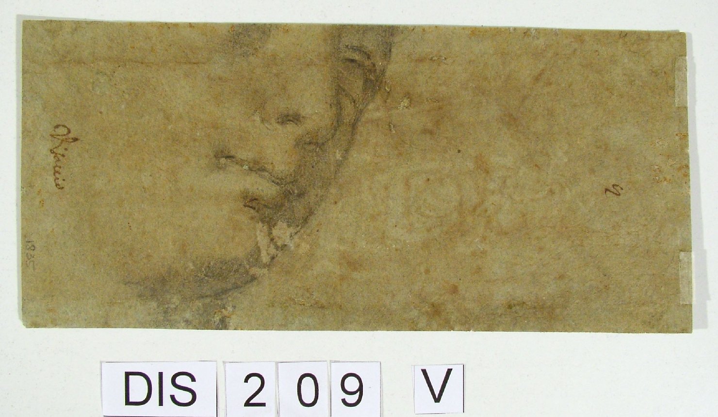 testa di donna (disegno preparatorio) by Cimatori Antonio (attribuito) (secc. XV