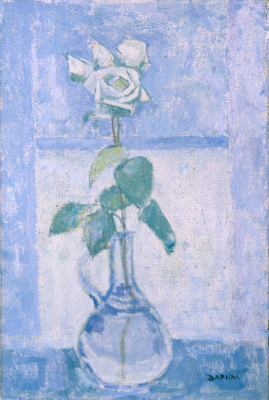 Rosa bianca